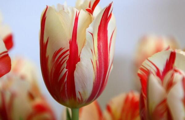 عکس گل لاله هلندی