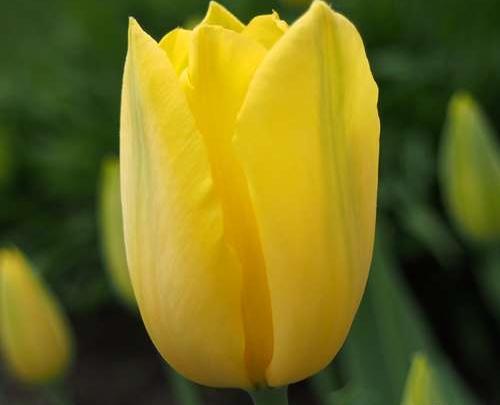 عکس گل لاله هلندی