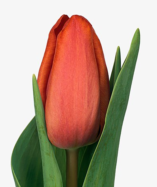 عکس گل لاله هلندی