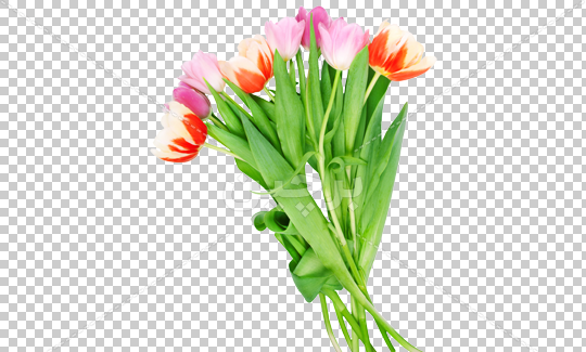 عکس گل لاله هلندی
