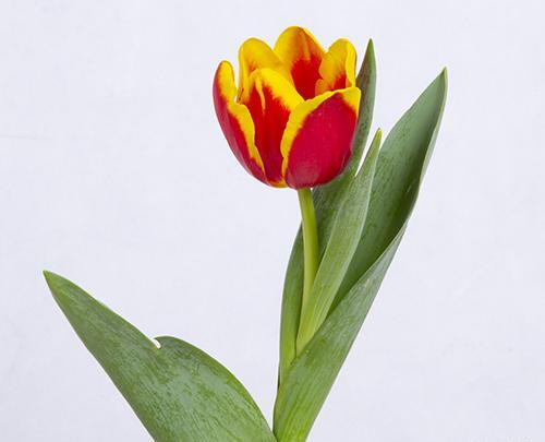 عکس گل لاله هلندی