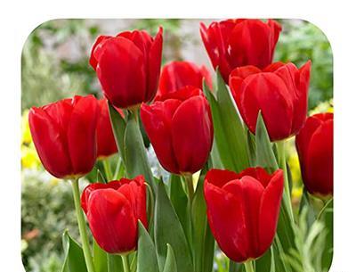 عکس گل لاله هلندی
