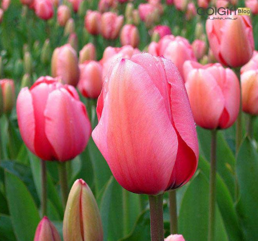 عکس گل لاله هلندی