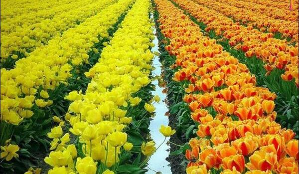 عکس گل لاله هلندی