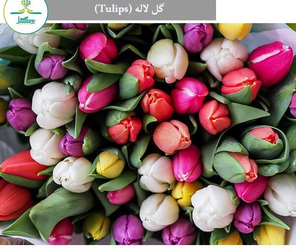 عکس گل لاله هلندی