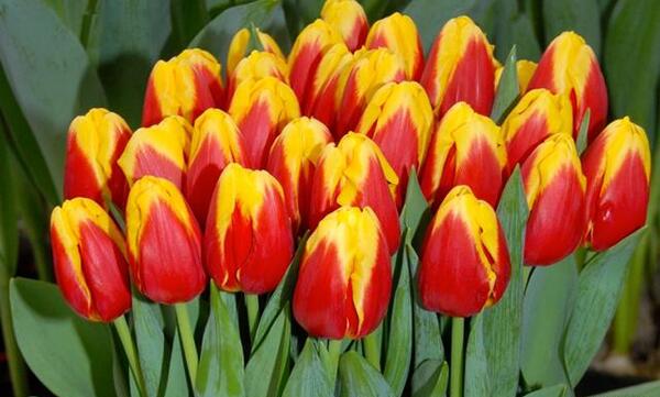 عکس گل لاله هلندی