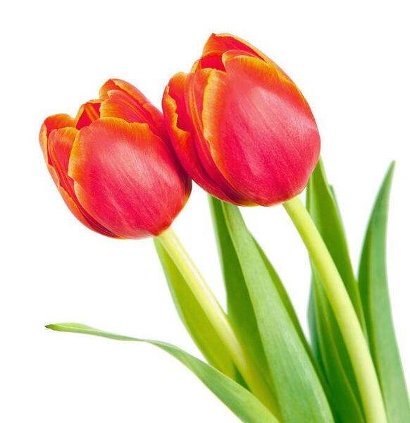 عکس گل لاله هلندی