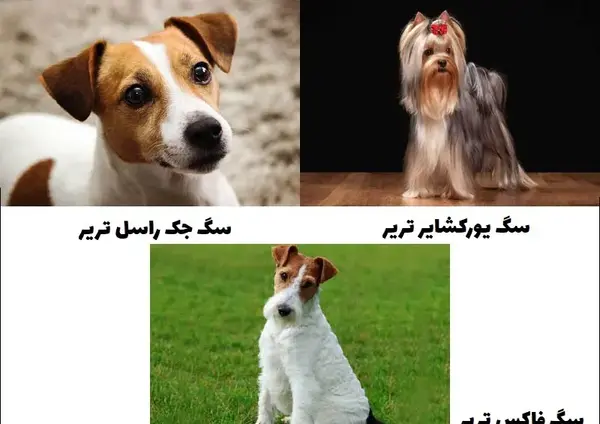 عکس سگ های شکاری وحشی