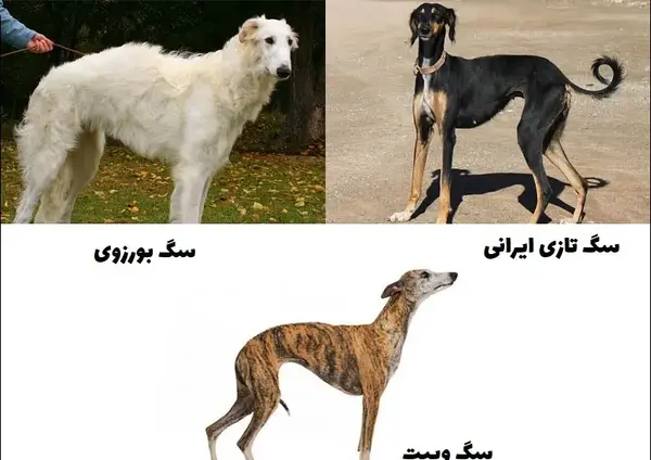 عکس سگ های شکاری وحشی