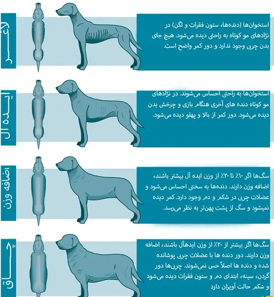 عکس سگ های شکاری وحشی