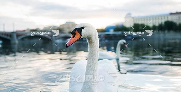 عکس قو زیبا برای پروفایل