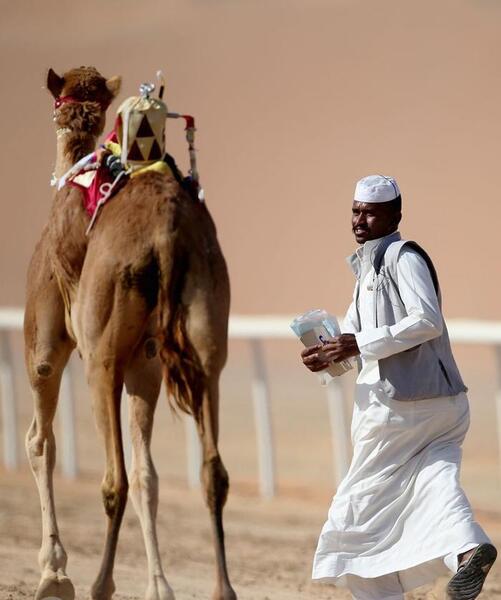 عکس شتر عربی