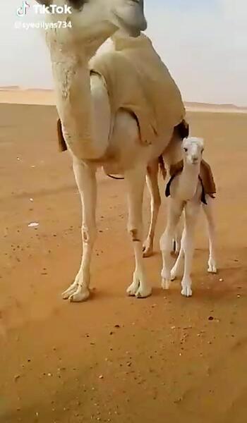 عکس شتر عربی