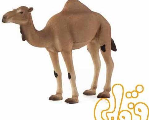 عکس شتر عربی