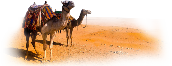 عکس شتر عربی