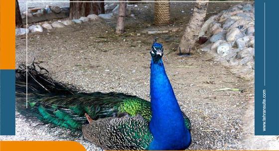 عکس حیوانات باغ وحش