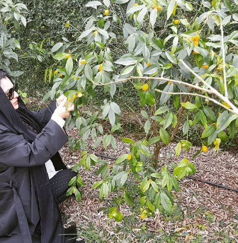 عکس سیزده بدر بازیگران ایرانی