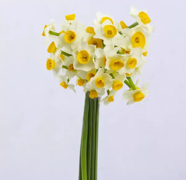 عکس صفحه گل نرگس