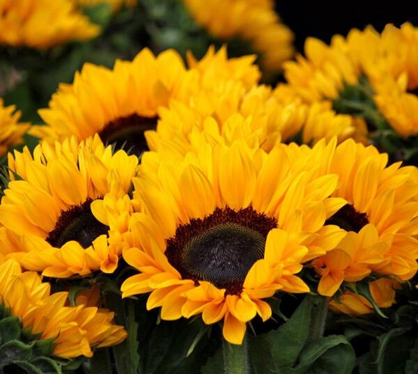 عکس گل آفتابگردان با کیفیت بالا
