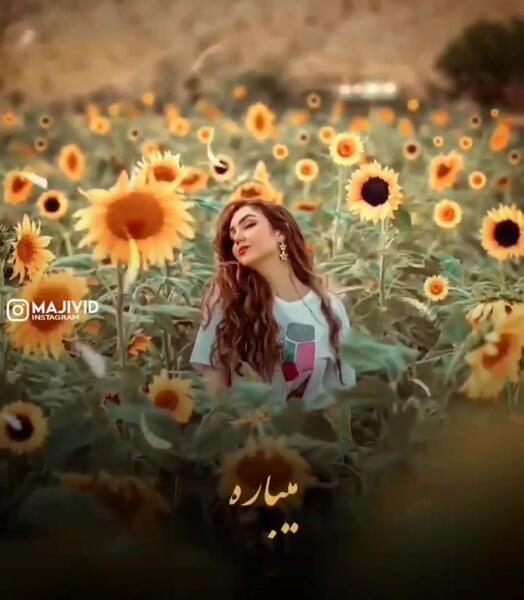 عکس گل آفتابگردان با کیفیت بالا