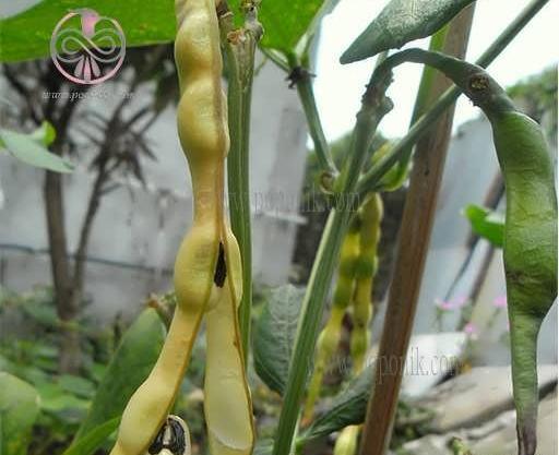 عکس سبزه چشم بلبلی