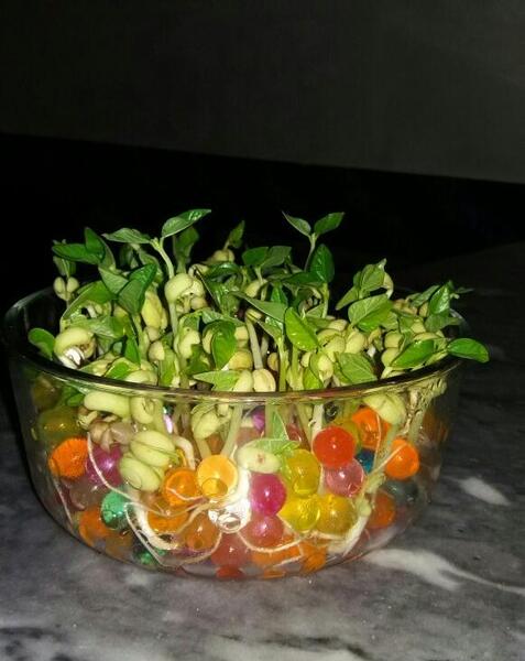 عکس سبزه چشم بلبلی
