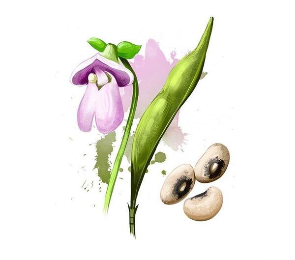 عکس سبزه چشم بلبلی