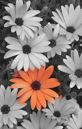 عکس سیاه و سفید برای ادیت