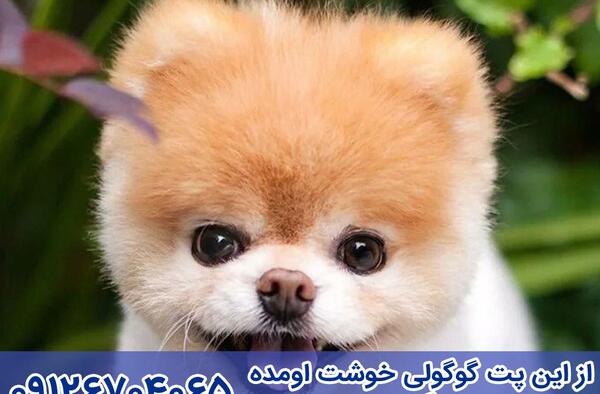 عکس سگ نژاد پامرانین خرسی