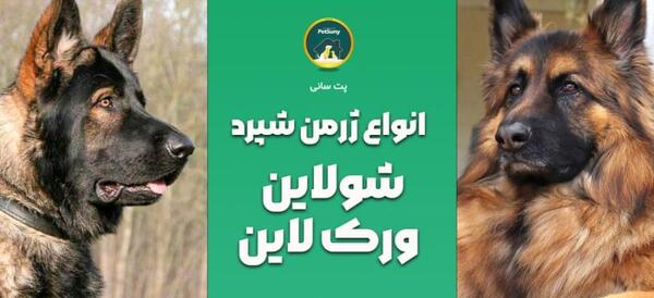 عکس سگ ژرمن شپرد کاری