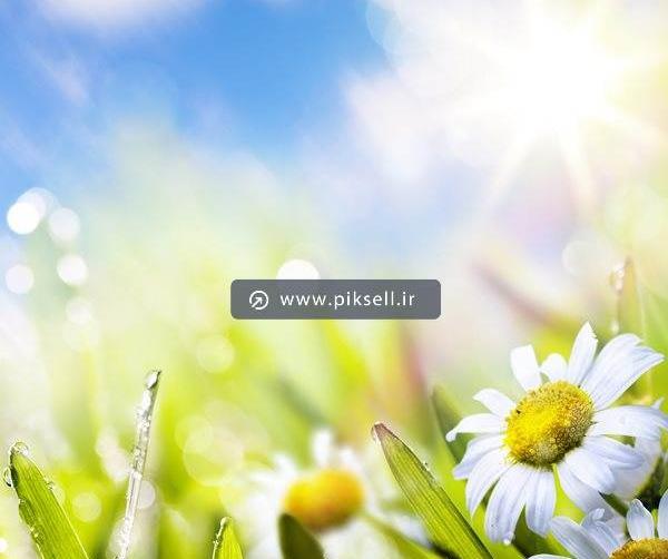 عکس زیبا از طبیعت و گل