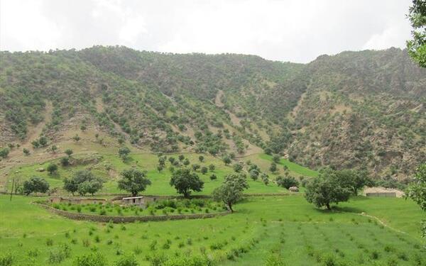 عکس بهار جنگل