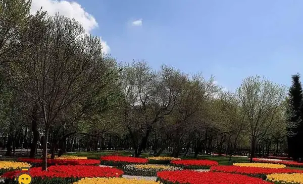 عکس ریحانه براتی