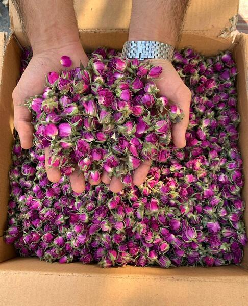 عکس ریحانه براتی