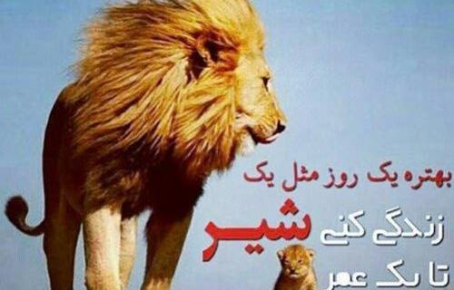 عکس شیر تنها برای پروفایل