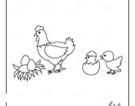 عکس جوجه مرغ نقاشی