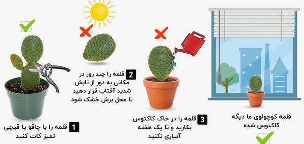 عکس کاکتوس خشک شده