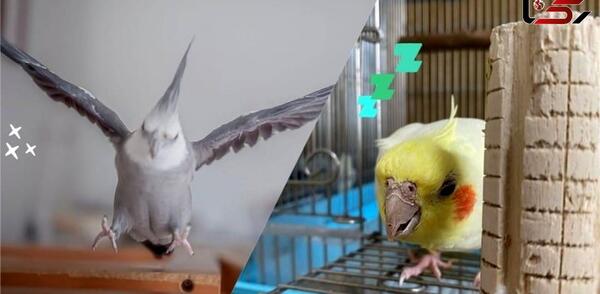 عکس نقاشی ساده عروس هلندی