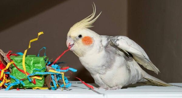 عکس نقاشی ساده عروس هلندی