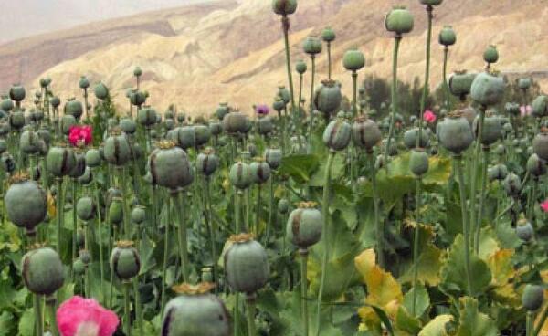 عکس سیخ و سنگ تریاک