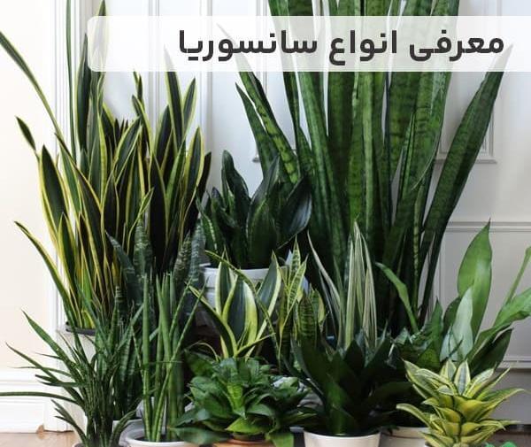 عکس گل طبیعی سانسوریا