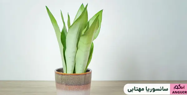 عکس گل طبیعی سانسوریا