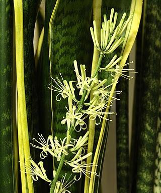 عکس گل طبیعی سانسوریا