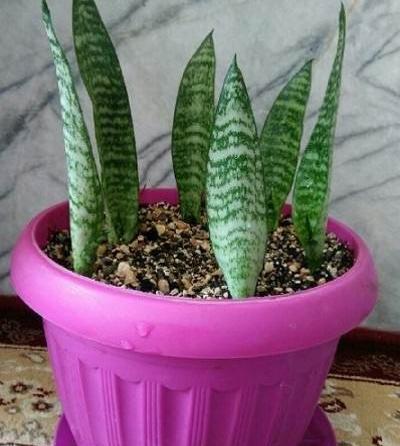 عکس گل طبیعی سانسوریا