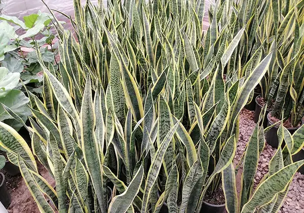 عکس گل طبیعی سانسوریا