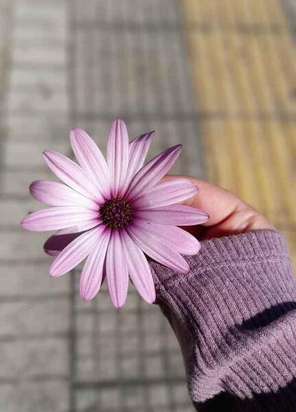 عکس پروفایل گل دخترانه جدید