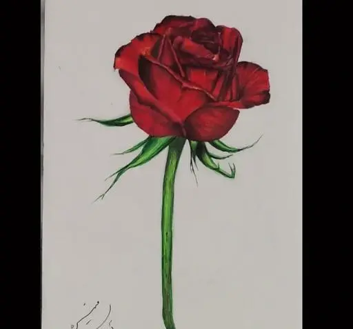 عکس نقاشی گل رز با قلب