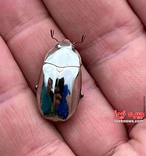 عکس سوسک صورتی