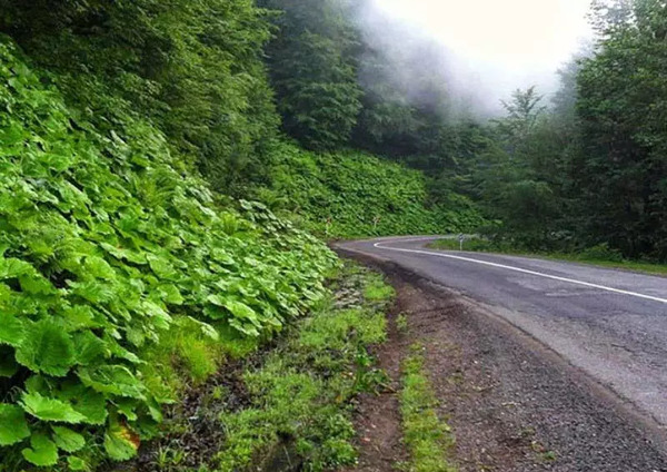 عکس جاده های شمال