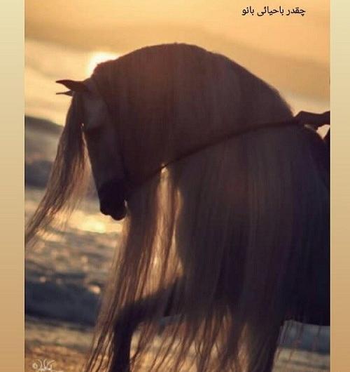 عکس اسب غروب